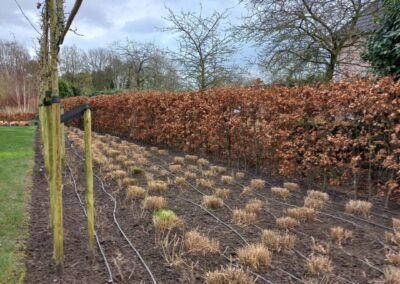 Nieuwe onderhoudstuin - 5